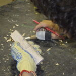 advanced-wood-carving